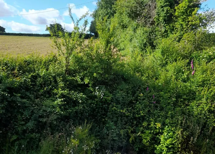 Campagnarde * Quettetot